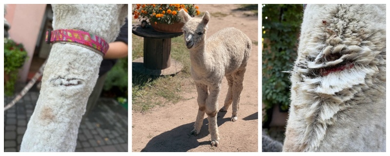 Kolejny incydent z udziałem amstaffa w Kamieniu
