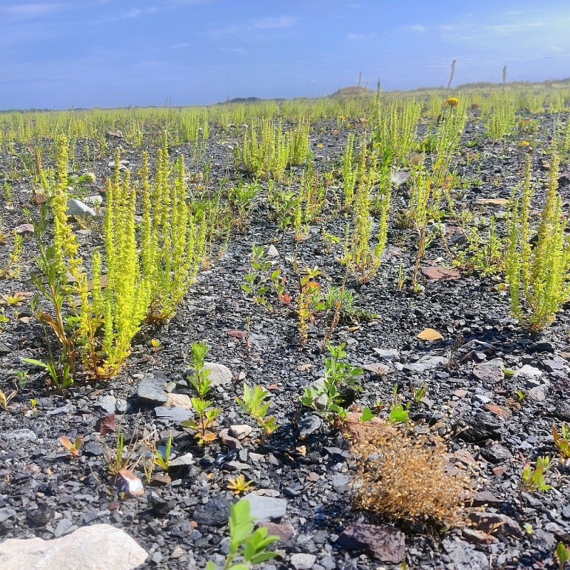 Łąka na hałdzie. Nową metodę rekultywacji przetestowano w Rybniku