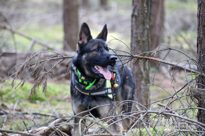 Psy służące w Wojskach Obrony Terytorialnej z całej Polski poddane zostały egzaminom w Kuźni Raciborskiej