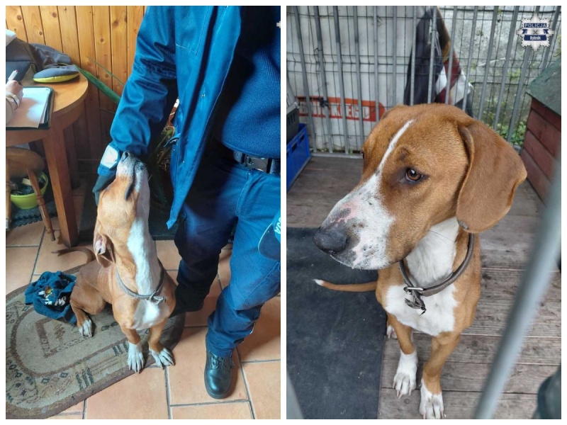 Dzielnicowi z Czerwionki-Leszczyn uratowali psa