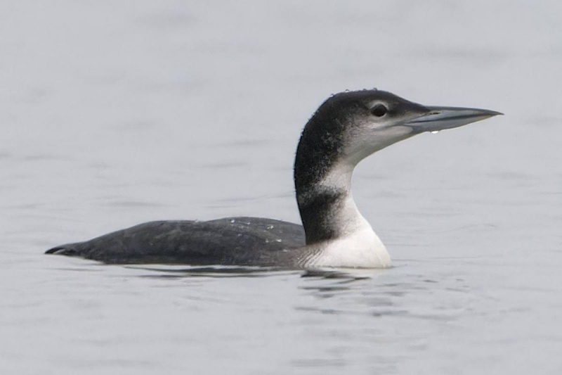 Ornitologiczna sensacja na Morzu Rybnickim