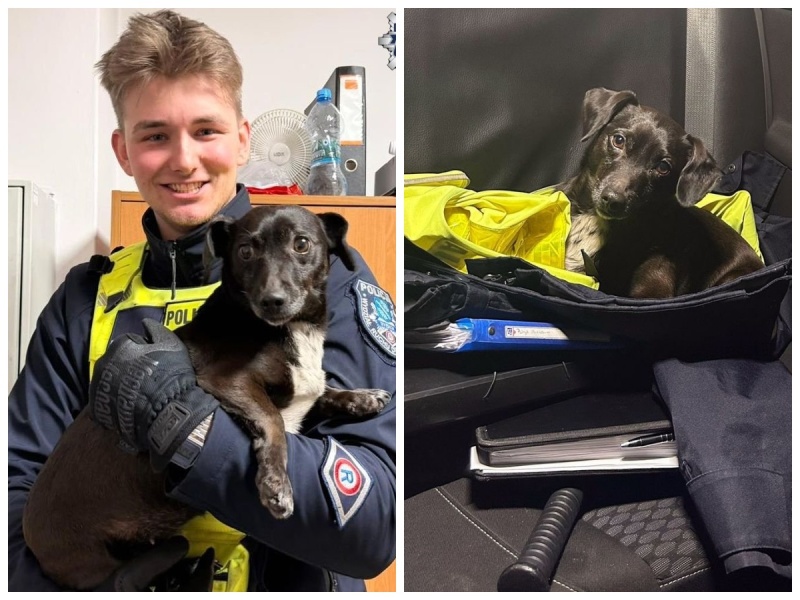 Policjanci z rybnickiej drogówki pomogli czworonogowi, który biegał po ulicy