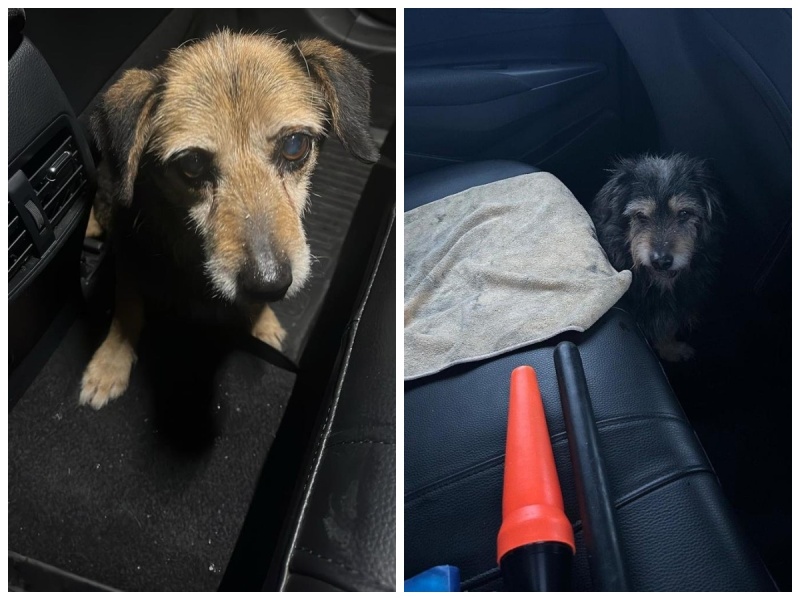 Kolejne czworonogi uratowane przez rybnicką drogówkę