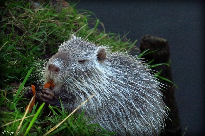 Nie dokarmiajmy nutrii – apel do mieszkańców Rybnika