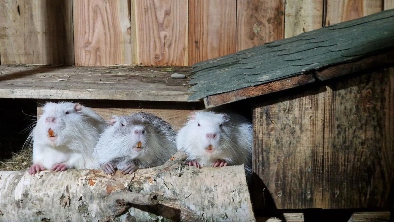Co jedzą nutrie? W Nutriowisku codziennie znika choćby 200 kilogramów jedzenia