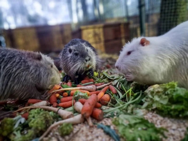 100 nutrii i tylko dwie osoby. Tak wygląda codzienność wyjątkowego azylu w Rybniku