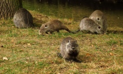 Rybnik wciąż walczy o ocalenie nutrii! - Serwis informacyjny z Raciborza - naszraciborz.pl