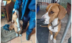 Dzielnicowi z Czerwionki-Leszczyn uratowali psa - Serwis informacyjny z Raciborza - naszraciborz.pl