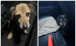 Kolejne czworonogi uratowane przez rybnicką drogówkę - Serwis informacyjny z Raciborza - naszraciborz.pl