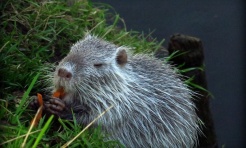 Nie dokarmiajmy nutrii – apel do mieszkańców Rybnika - Serwis informacyjny z Raciborza - naszraciborz.pl