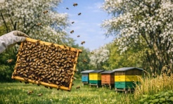 Ruszył nabór na dofinansowanie do przezimowanych rodzin pszczelich - Serwis informacyjny z Raciborza - naszraciborz.pl