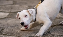 Koszule, mucha i ukryte narkotyki. Iron nie dał się zwieść pozorom elegancji - Serwis informacyjny z Raciborza - naszraciborz.pl