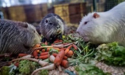 100 nutrii i tylko dwie osoby. Tak wygląda codzienność wyjątkowego azylu w Rybniku - Serwis informacyjny z Raciborza - naszraciborz.pl