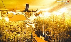 Policja zlikwidowała ogromną plantację marihuany [FOTO i WIDEO]  - Serwis informacyjny z Wodzisławia Śląskiego - naszwodzislaw.com