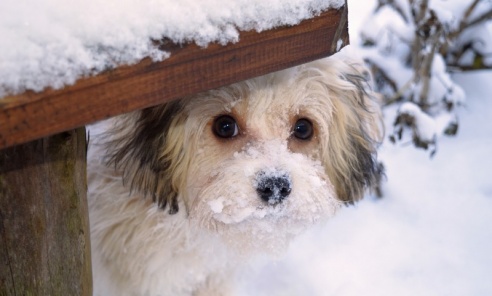 Zima to trudny okres dla zwierząt - Serwis informacyjny z Wodzisławia Śląskiego - naszwodzislaw.com