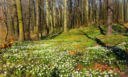 Kwiecień to najlepszy czas na zaopatrzenie domowej apteczki z natury [WIDEO] - Serwis informacyjny z Wodzisławia Śląskiego - naszwodzislaw.com