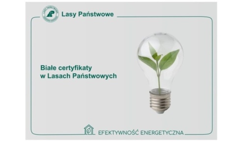 Białe certyfikaty w Lasach Państwowych - Serwis informacyjny z Wodzisławia Śląskiego - naszwodzislaw.com