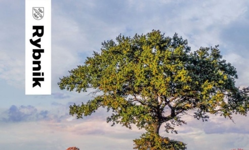 Rybnik wprowadza Standardy Ochrony Drzew - Serwis informacyjny z Wodzisławia Śląskiego - naszwodzislaw.com