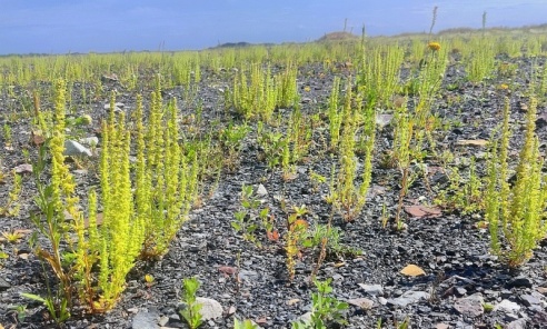 Łąka na hałdzie. Nową metodę rekultywacji przetestowano w Rybniku - Serwis informacyjny z Wodzisławia Śląskiego - naszwodzislaw.com