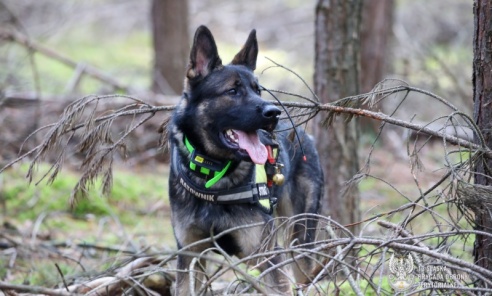 Psy służące w Wojskach Obrony Terytorialnej z całej Polski poddane zostały egzaminom w Kuźni Raciborskiej - Serwis informacyjny z Rybnika - naszraciborz.pl
