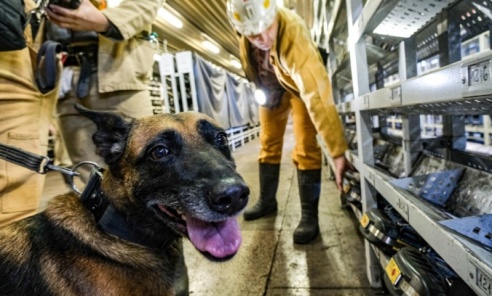 Szkolenie psów służbowych 1080 metrów pod ziemią - Serwis informacyjny z Rybnika - naszraciborz.pl
