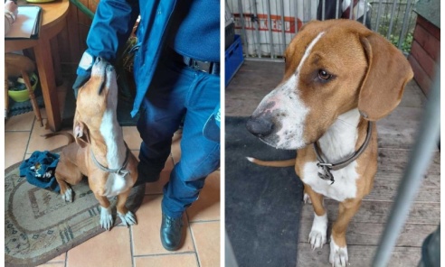 Dzielnicowi z Czerwionki-Leszczyn uratowali psa - Serwis informacyjny z Rybnika - naszraciborz.pl