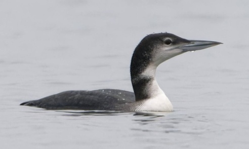 Ornitologiczna sensacja na Morzu Rybnickim - Serwis informacyjny z Wodzisławia Śląskiego - naszwodzislaw.com