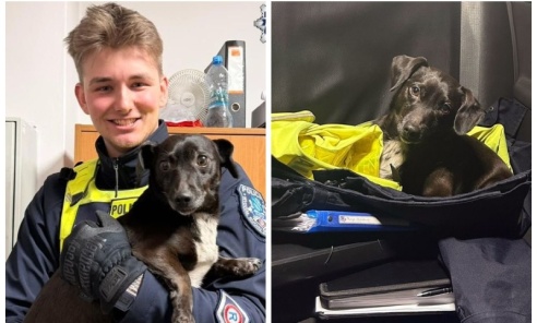 Policjanci z rybnickiej drogówki pomogli czworonogowi, który biegał po ulicy - Serwis informacyjny z Wodzisławia Śląskiego - naszwodzislaw.com