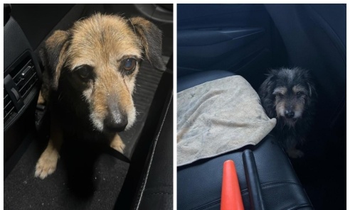 Kolejne czworonogi uratowane przez rybnicką drogówkę - Serwis informacyjny z Wodzisławia Śląskiego - naszwodzislaw.com