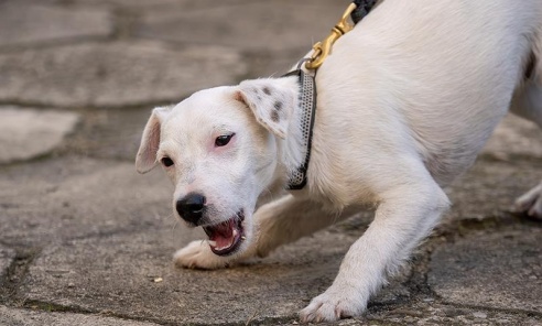 Koszule, mucha i ukryte narkotyki. Iron nie dał się zwieść pozorom elegancji - Serwis informacyjny z Wodzisławia Śląskiego - naszwodzislaw.com