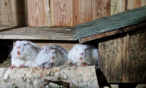 Co jedzą nutrie? W Nutriowisku codziennie znika nawet 200 kilogramów jedzenia - Serwis informacyjny z Wodzisławia Śląskiego - naszwodzislaw.com