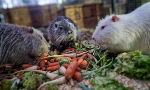 100 nutrii i tylko dwie osoby. Tak wygląda codzienność wyjątkowego azylu w Rybniku - Serwis informacyjny z Wodzisławia Śląskiego - naszwodzislaw.com