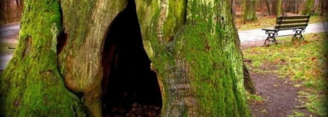 Zaproponuj drzewo na pomnik przyrody - Serwis informacyjny z Wodzisławia Śląskiego - naszwodzislaw.com