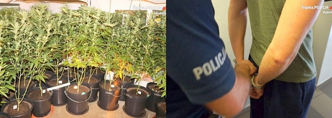 Rybniccy policjanci zlikwidowali dwie plantacje konopi - Serwis informacyjny z Wodzisławia Śląskiego - naszwodzislaw.com