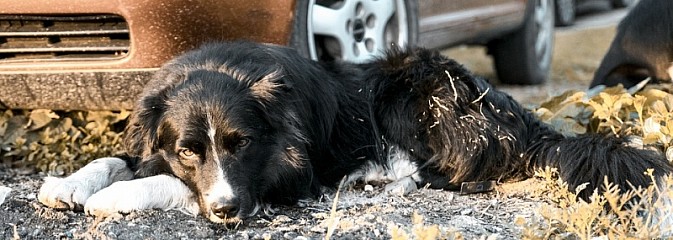 Policjanci uratowali psa zamkniętego w rozgrzanym samochodzie - Serwis informacyjny z Wodzisławia Śląskiego - naszwodzislaw.com