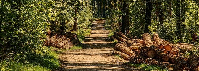 Wprowadzono tymczasowy zakaz wstępu do lasów  - Serwis informacyjny z Wodzisławia Śląskiego - naszwodzislaw.com