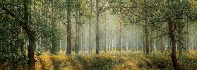 Weź pieniądze na posadzenie lasu - Serwis informacyjny z Wodzisławia Śląskiego - naszwodzislaw.com