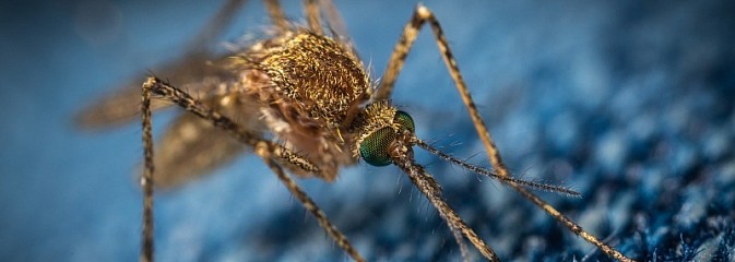 Koronawirus SARS-CoV-2 nie jest przenoszony przez komary  - Serwis informacyjny z Wodzisławia Śląskiego - naszwodzislaw.com