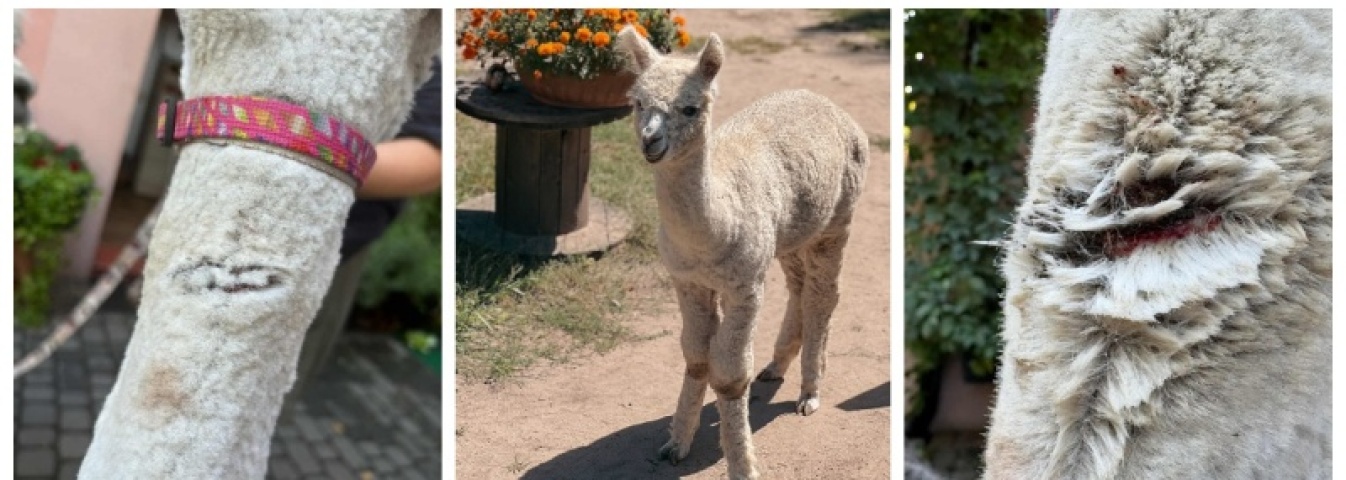 Kolejny incydent z udziałem amstaffa w Kamieniu - Serwis informacyjny z Wodzisławia Śląskiego - naszwodzislaw.com